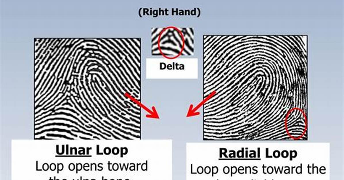 What Is the Difference Between Ulnar Loop and Radial Loop?