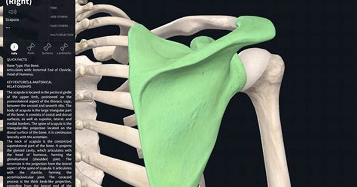 What Is the Scapula Function?