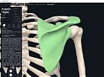 What Is the Scapula Function?