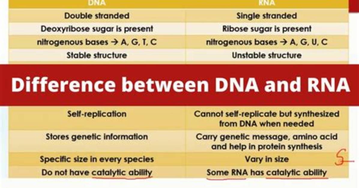 What Is the Structural Difference Between Dna and Rna