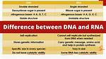 What Is the Structural Difference Between Dna and Rna