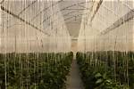 What Is Trellising System?