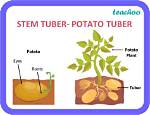 What Is Tuber Give Example