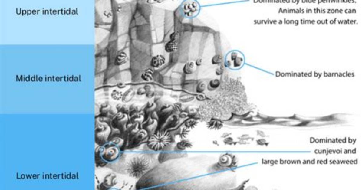 What Is Upper Intertidal Zone