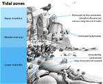 What Is Upper Intertidal Zone