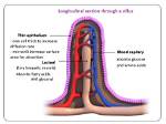 What Is Villi Function