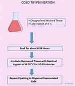 What Is Warm Trypsinization