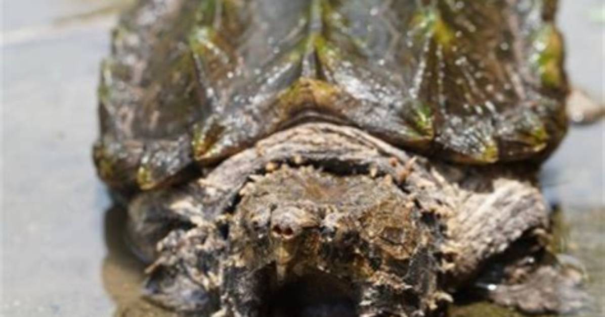 What Kills Snapping Turtle