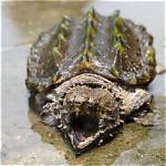 What Kills Snapping Turtle