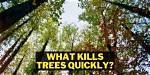 What Kills Trees Quickly