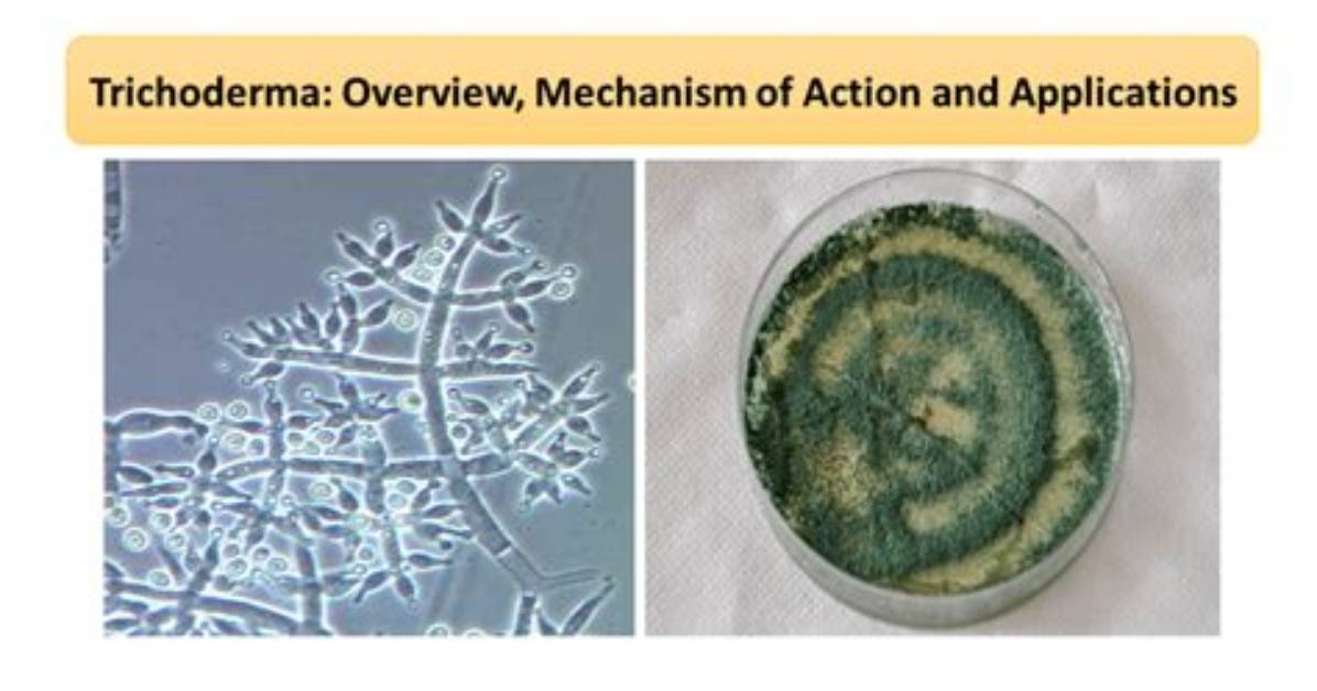 What Kills Trichoderma Spores?