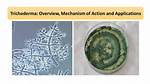 What Kills Trichoderma Spores?