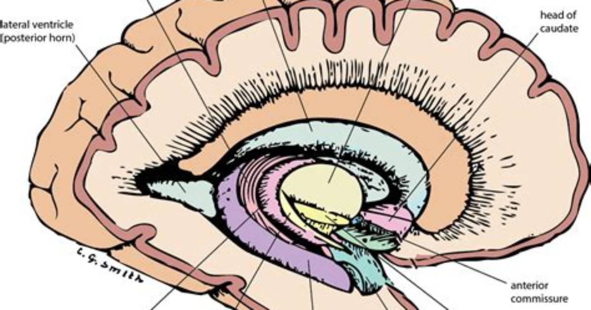 What Makes up the Subcortex?