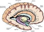 What Makes up the Subcortex?