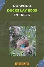 What Month Do Wood Ducks Lay Eggs?