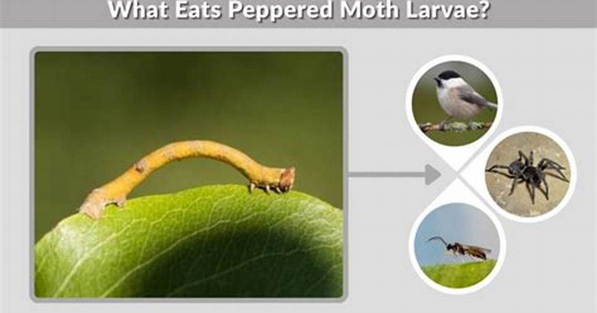 What Peppered Moth Eats?