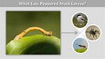 What Peppered Moth Eats?