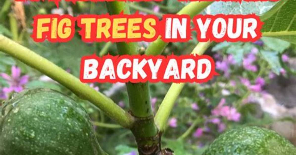 What pH Do Fig Trees Need