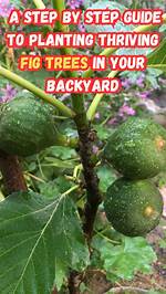 What pH Do Fig Trees Need