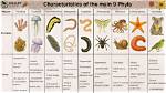 What Phylum Does Dendrogramma Most Closely Resemble