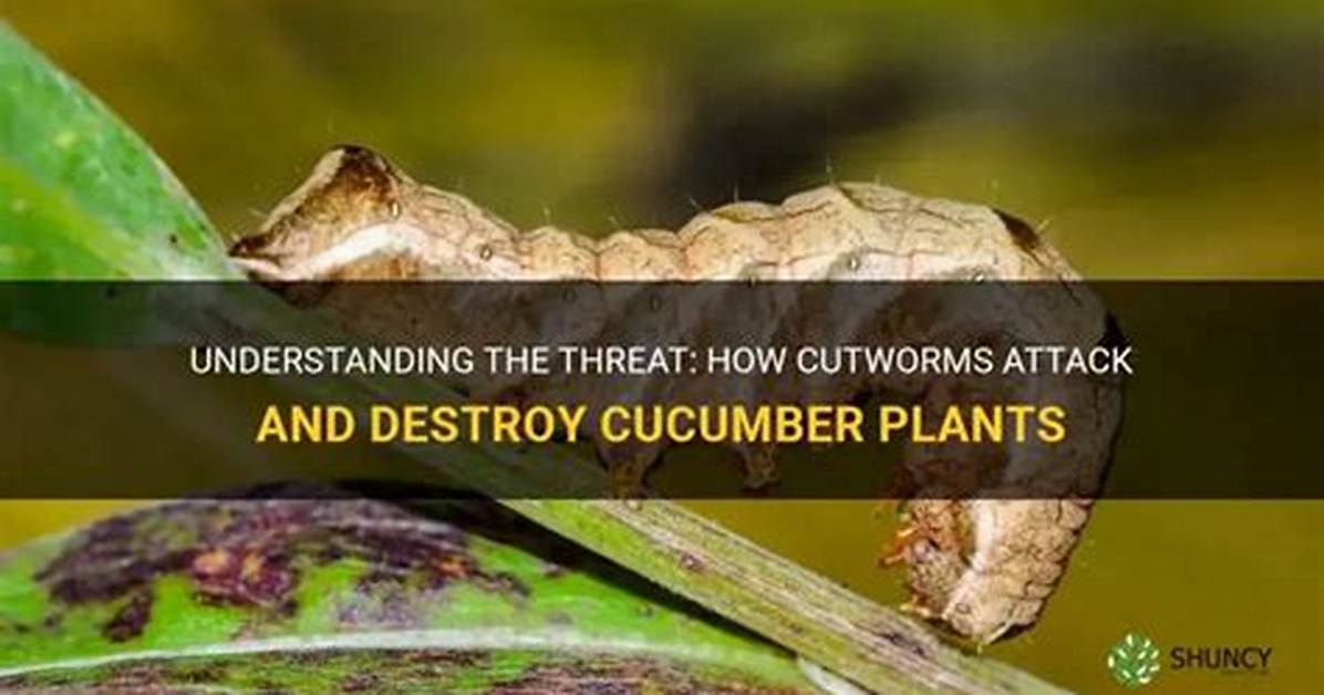 What Plants Do Cutworms Attack?