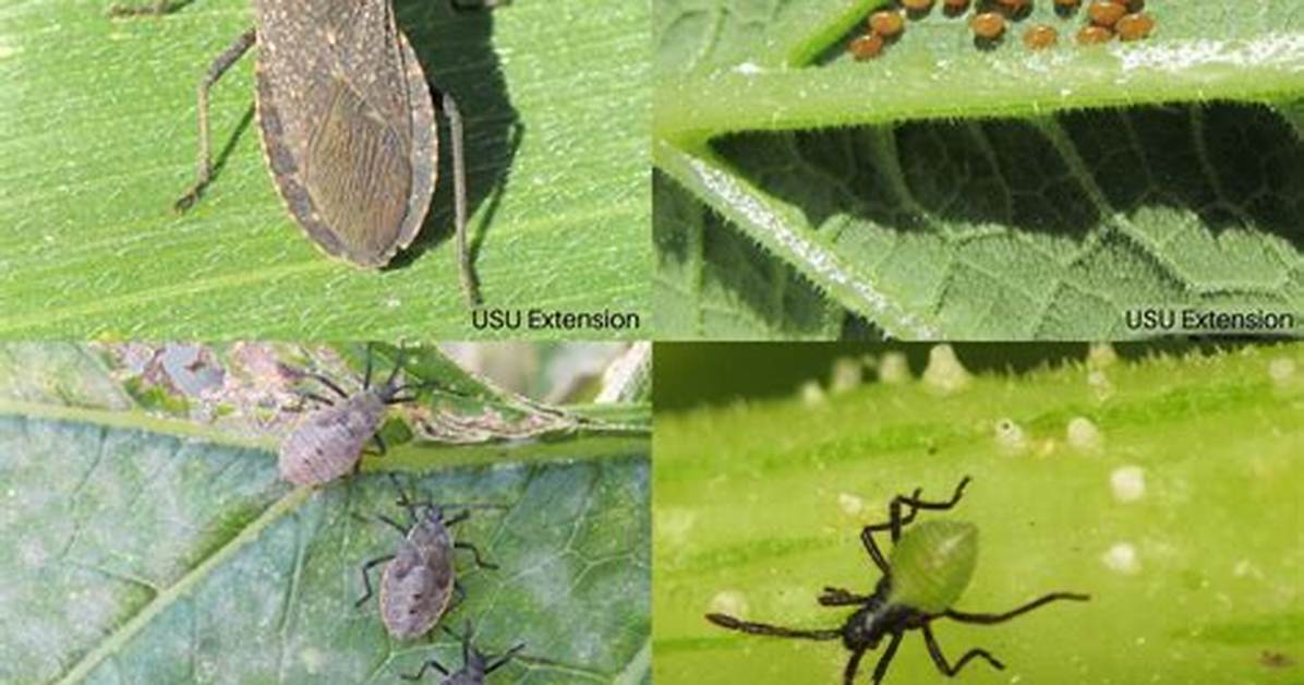 What Plants Do Squash Bugs Hate?