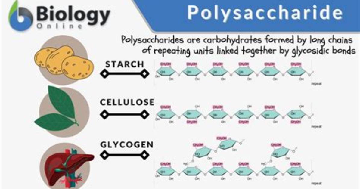 What Polysaccharides Cannot Be Digested by Human Beings?