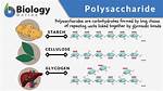 What Polysaccharides Cannot Be Digested by Human Beings?