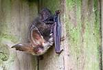 What Predates Bats Uk?