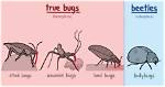 What Qualifies as a Bug
