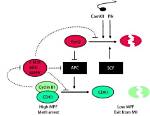 What Regulates Mpf