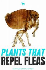 What Repels Fleas