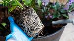 What Root Bound Means?
