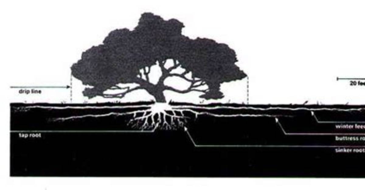 What Root System Does an Oak Tree Have?