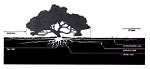 What Root System Does an Oak Tree Have?
