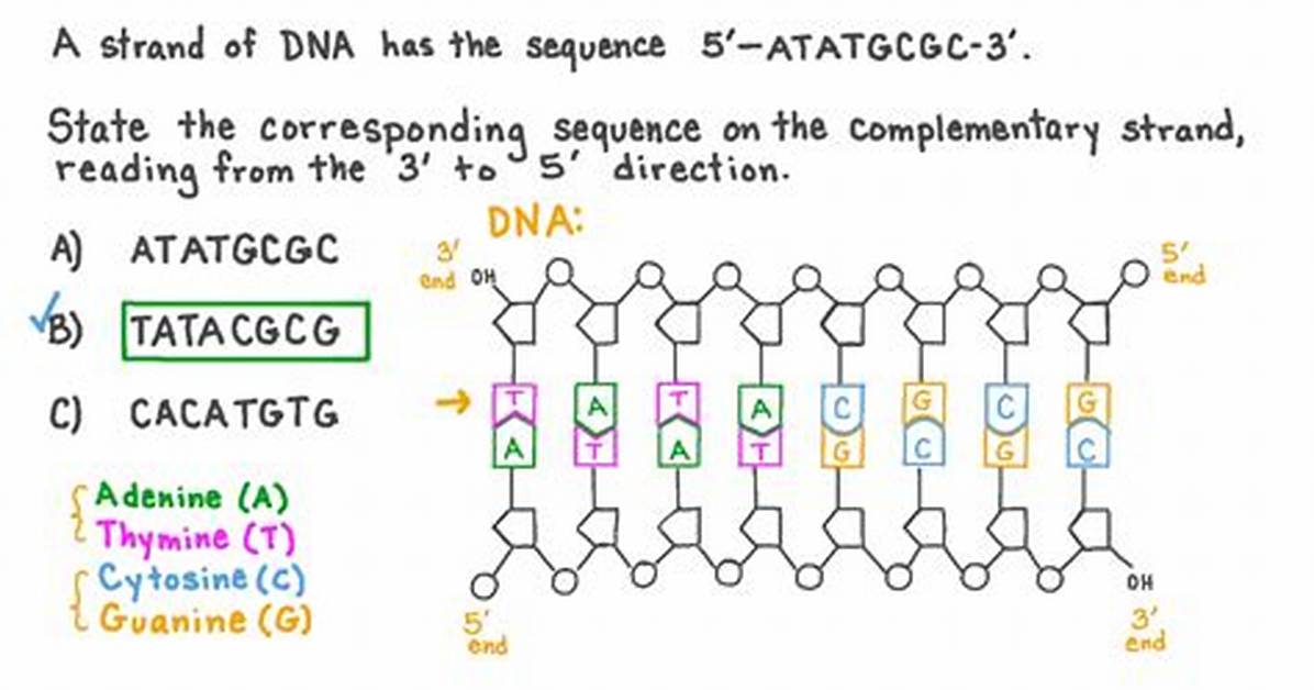 What's a Complementary Strand?