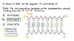 What's a Complementary Strand?