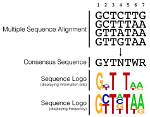 What's a Consensus Sequence?