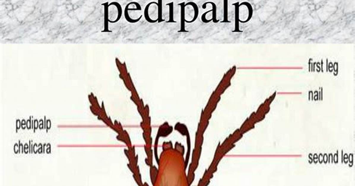 What's a Pedipalp Function?