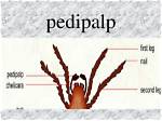 What's a Pedipalp Function?