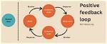 What's a Positive Feedback Loop?