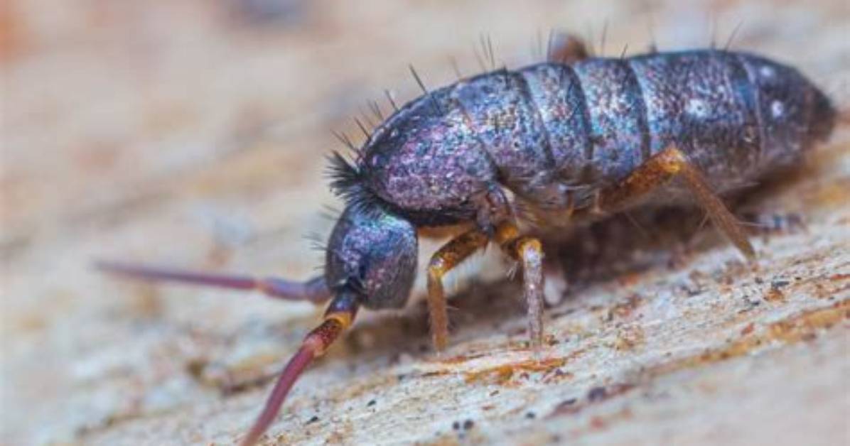 What's a Springtail Bug?