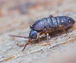 What's a Springtail Bug?