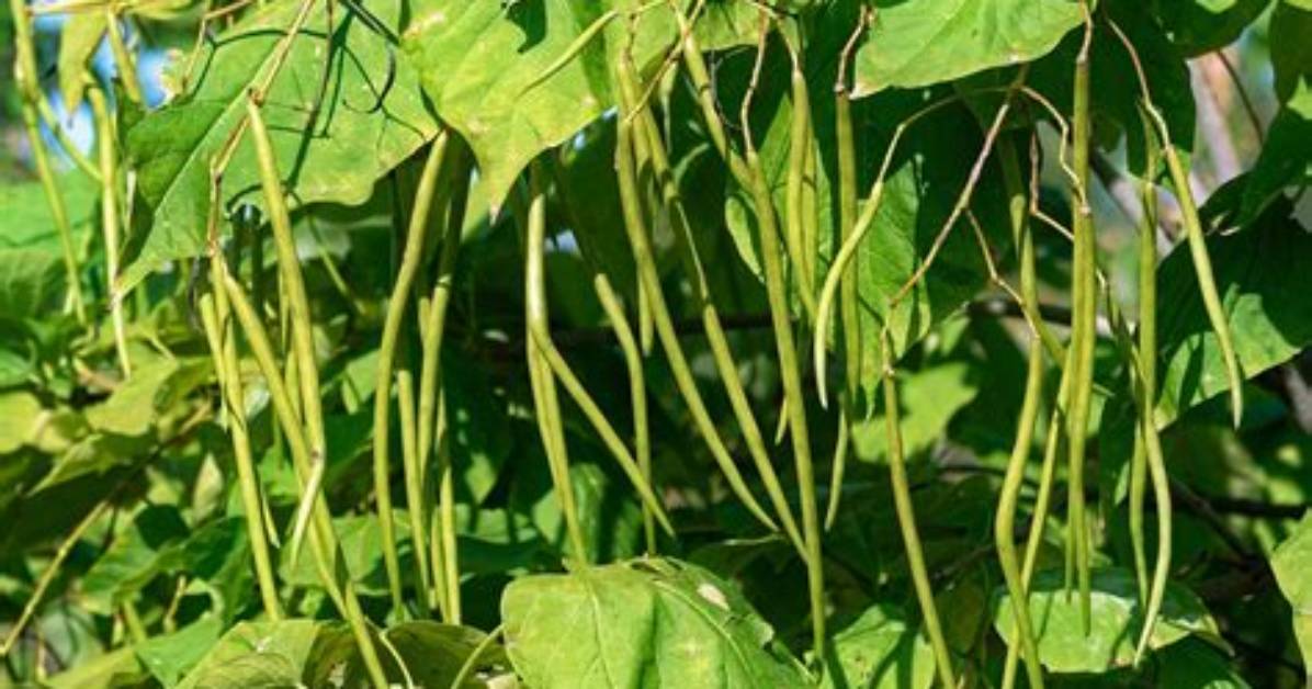 What's a String Bean?