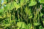 What's a String Bean?