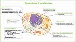 What's a Subcellular Structure?