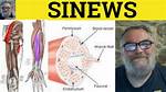 What's Another Name for Sinew?