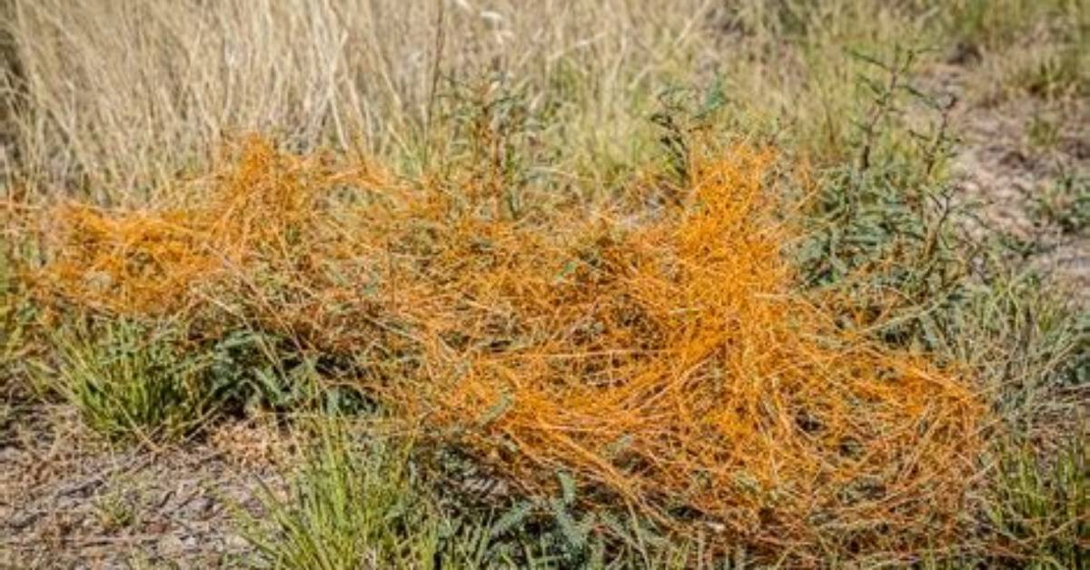 What's Does Dodder Mean?