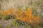 What's Does Dodder Mean?