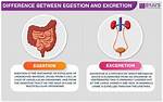 What's Does Egested Mean?